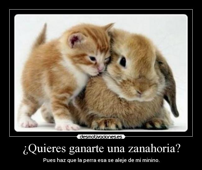 ¿Quieres ganarte una zanahoria? - Pues haz que la perra esa se aleje de mi minino.