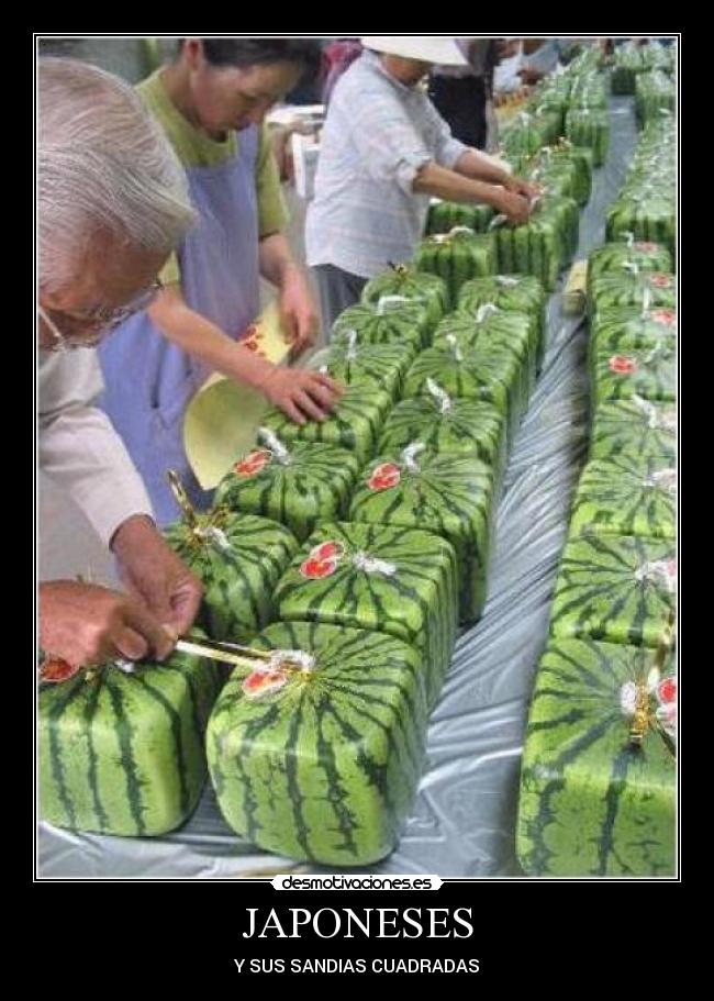 JAPONESES - Y SUS SANDIAS CUADRADAS