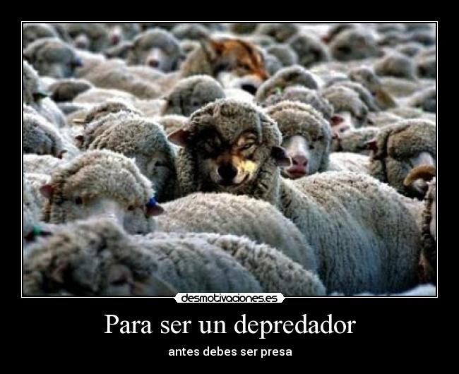 Para ser un depredador - antes debes ser presa