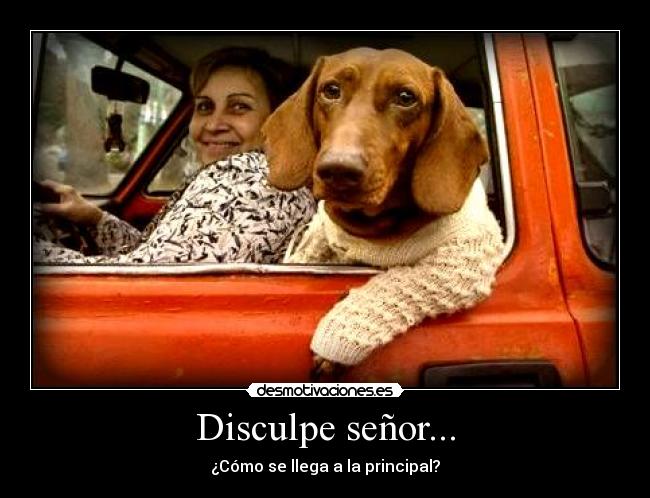 Disculpe señor... -