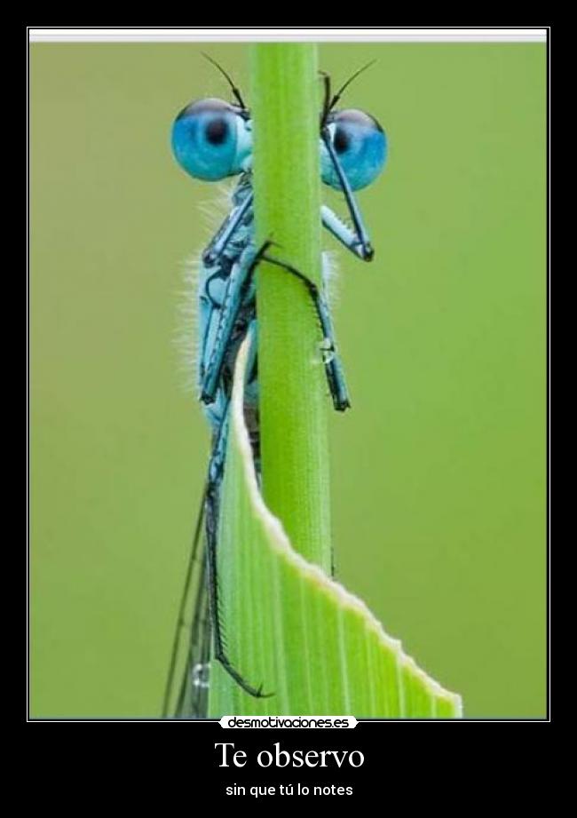 Te observo - sin que tú lo notes