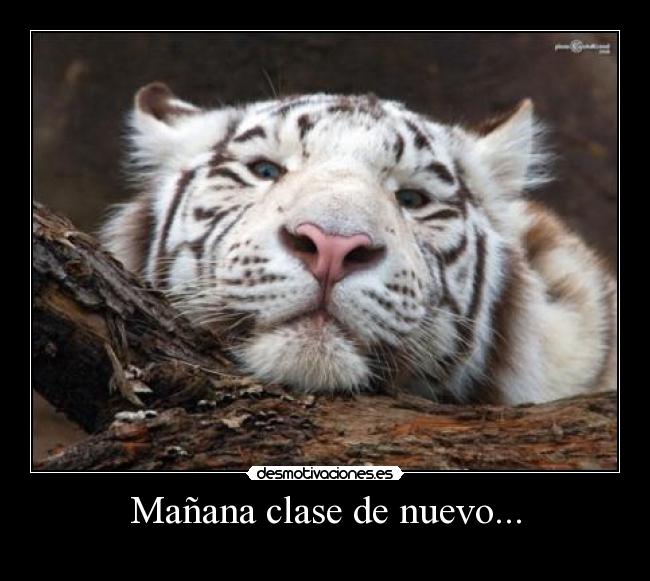 carteles robertico suda pero vosotros jodeis jewjewjewjew que para eso meti bach jewjewjew desmotivaciones