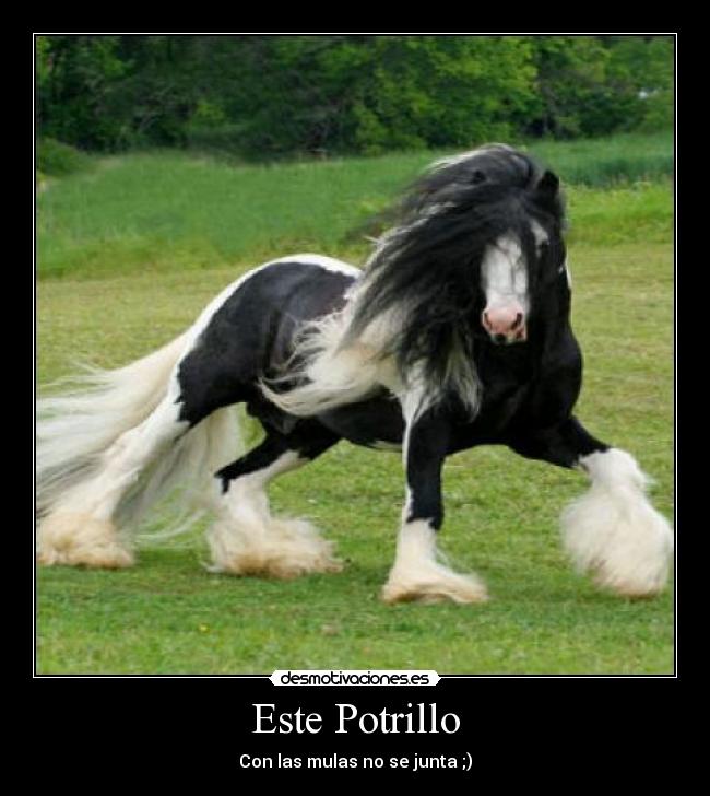 Este Potrillo - Con las mulas no se junta ;)