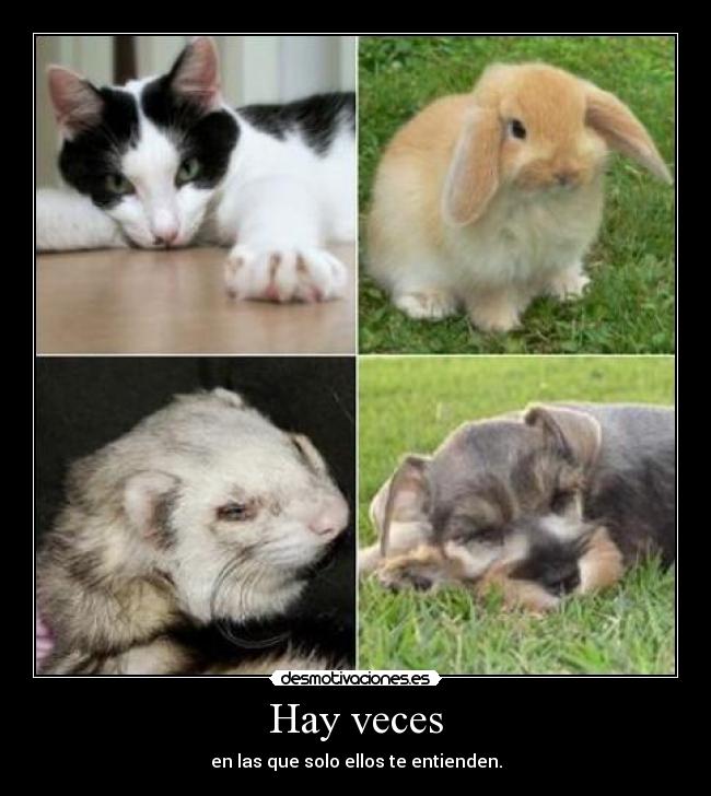 Hay veces - en las que solo ellos te entienden.