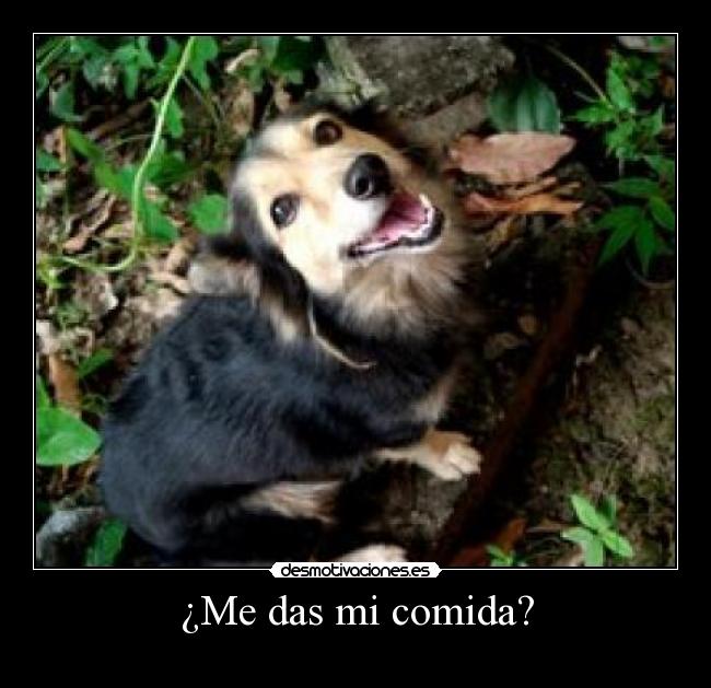 ¿Me das mi comida? -