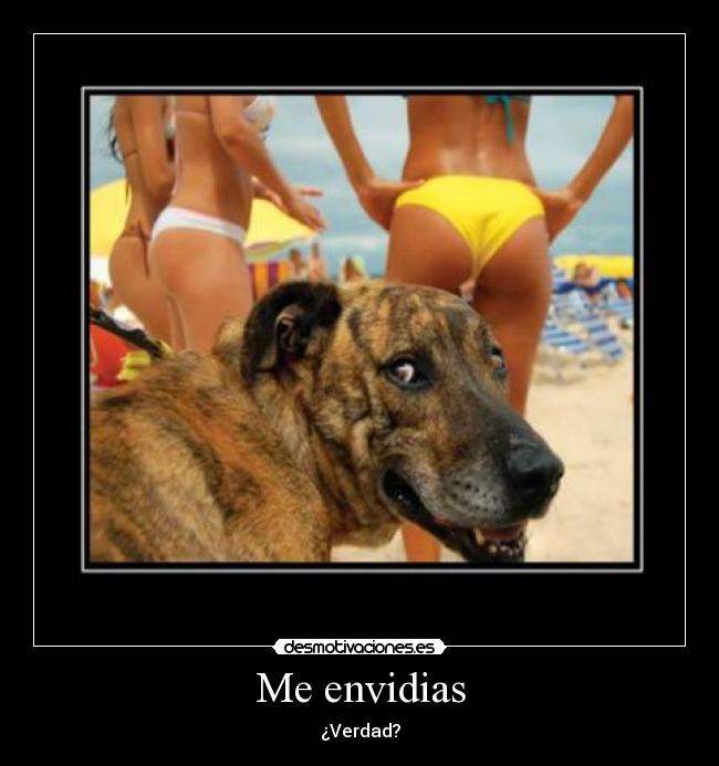 Me envidias - 