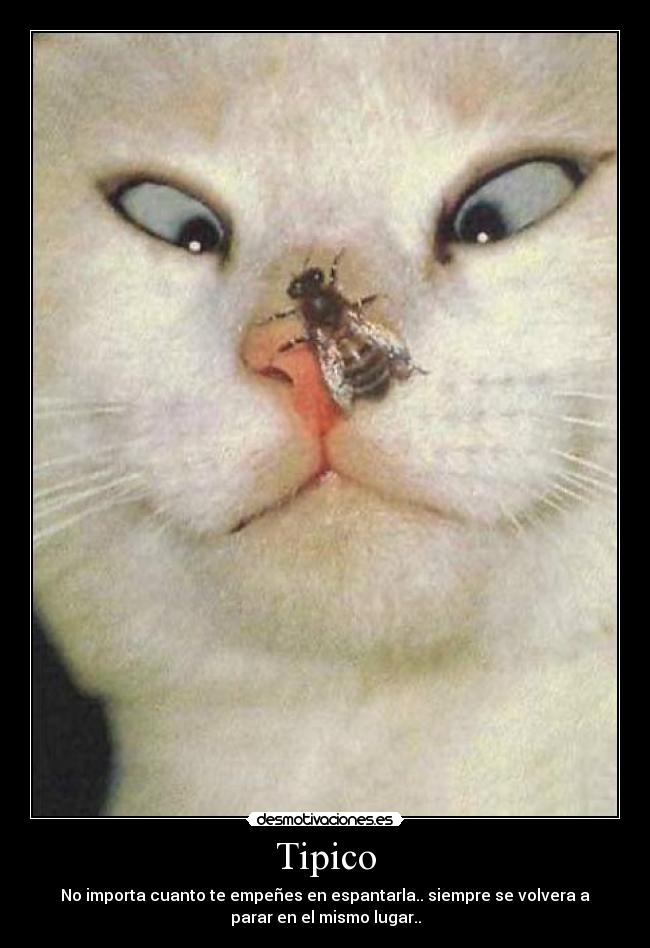 Tipico - No importa cuanto te empeñes en espantarla.. siempre se volvera a
parar en el mismo lugar..