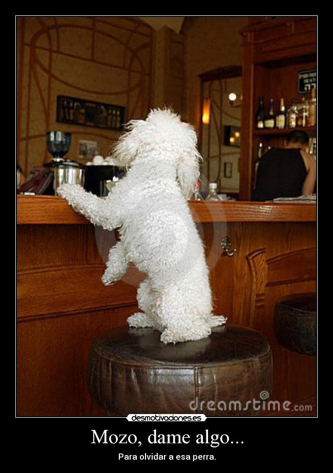 carteles toto reidmaier desmotivaciones