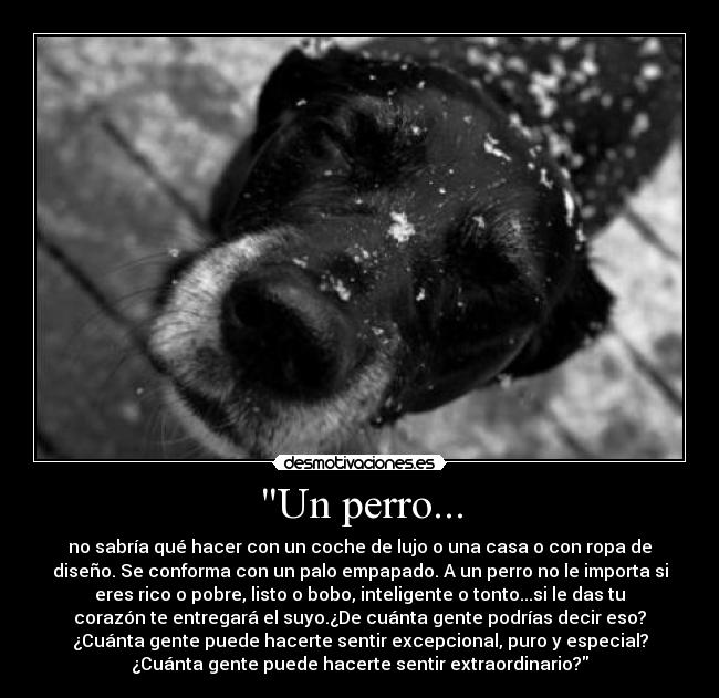 Un perro... - no sabría qué hacer con un coche de lujo o una casa o con ropa de
diseño. Se conforma con un palo empapado. A un perro no le importa si
eres rico o pobre, listo o bobo, inteligente o tonto...si le das tu
corazón te entregará el suyo.¿De cuánta gente podrías decir eso?
¿Cuánta gente puede hacerte sentir excepcional, puro y especial?
¿Cuánta gente puede hacerte sentir extraordinario?