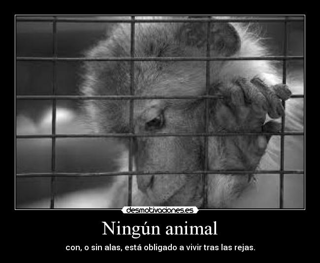 Ningún animal -