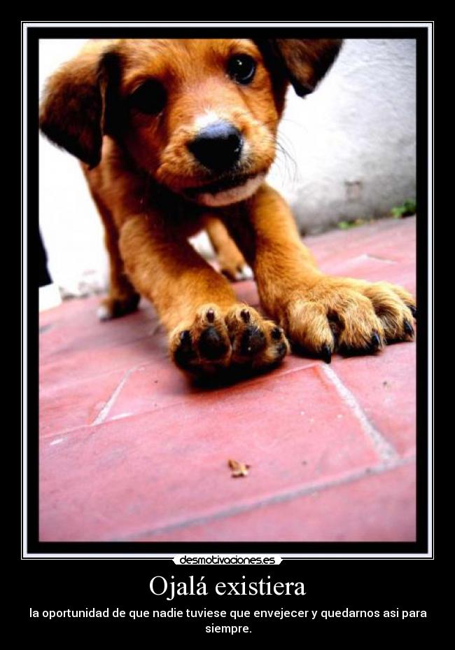 Ojalá existiera -