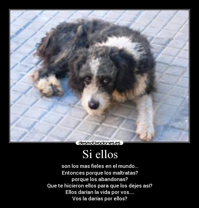 Si ellos - son los mas fieles en el mundo...
Entonces porque los maltratas?
porque los abandonas?
Que te hicieron ellos para que los dejes así?
Ellos darían la vida por vos....
Vos la darías por ellos?