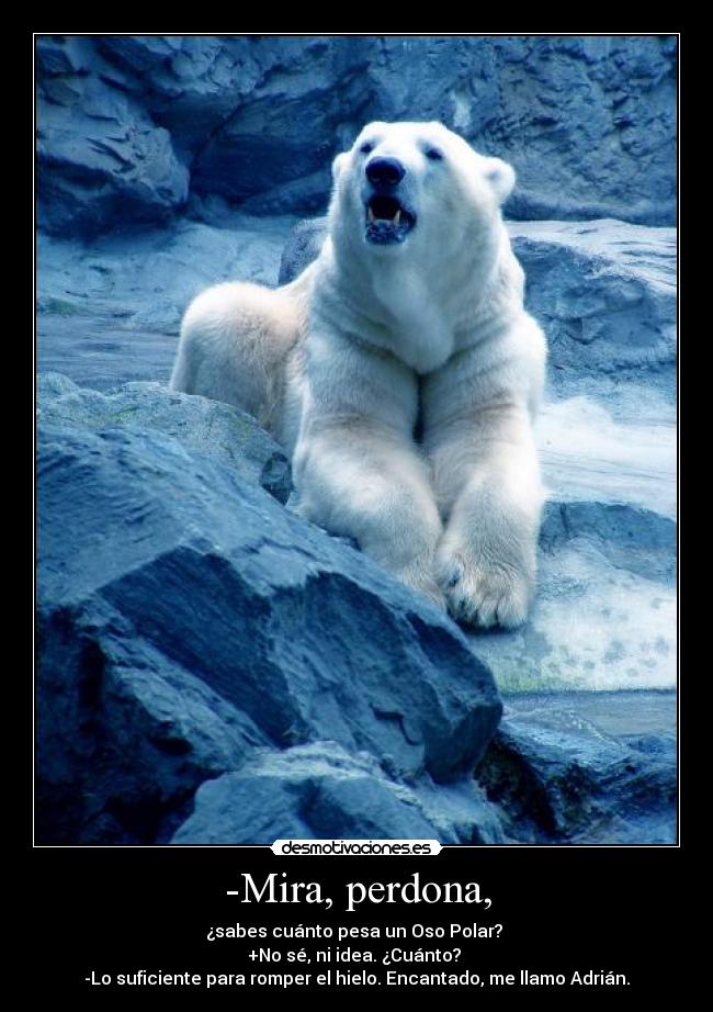-Mira, perdona, - ¿sabes cuánto pesa un Oso Polar? 
+No sé, ni idea. ¿Cuánto? 
-Lo suficiente para romper el hielo. Encantado, me llamo Adrián.