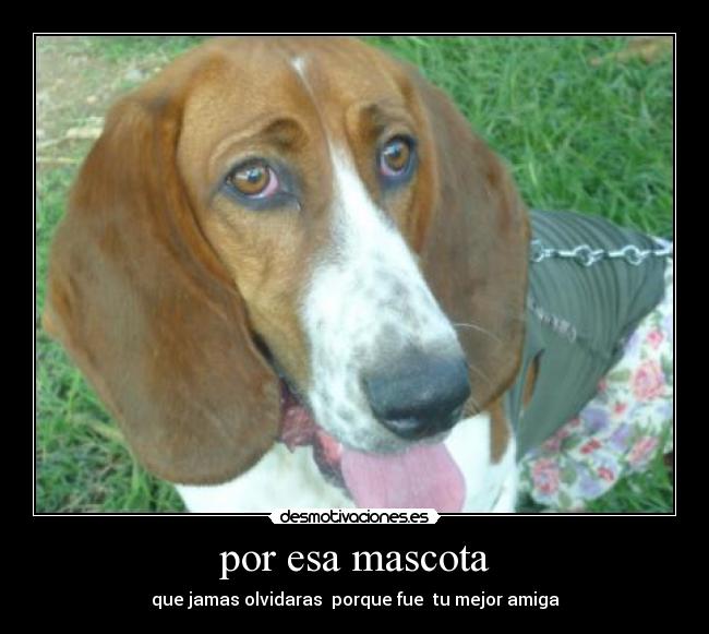 por esa mascota - 
