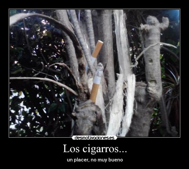 Los cigarros... -
