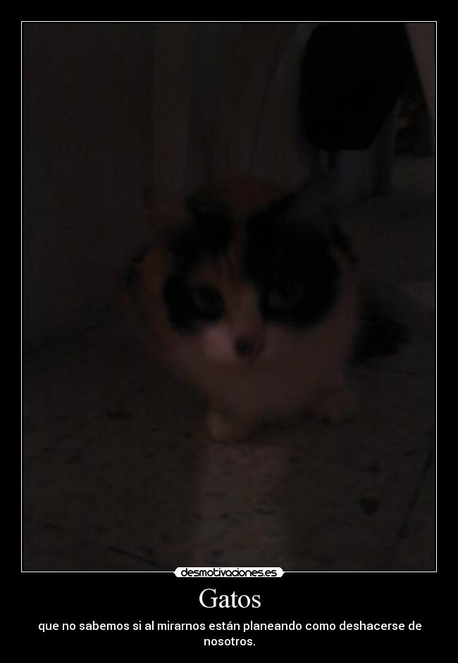 Gatos - 