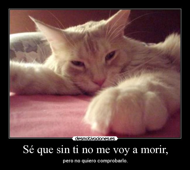 Sé que sin ti no me voy a morir, - 