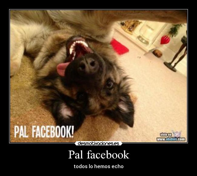 Pal facebook - todos lo hemos echo