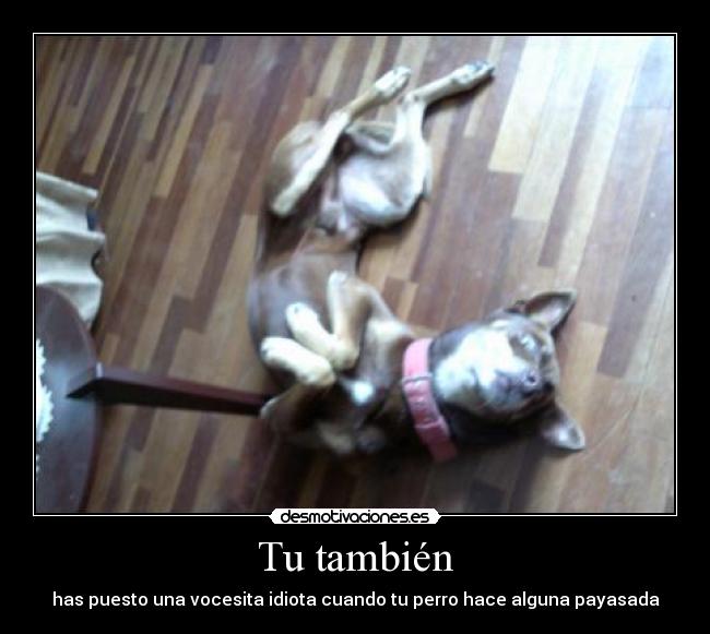 carteles perro desmotivaciones