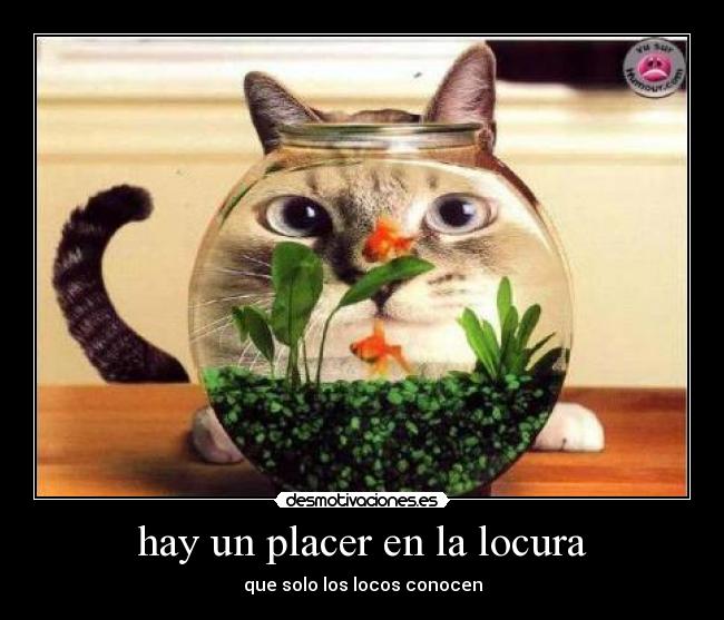hay un placer en la locura -