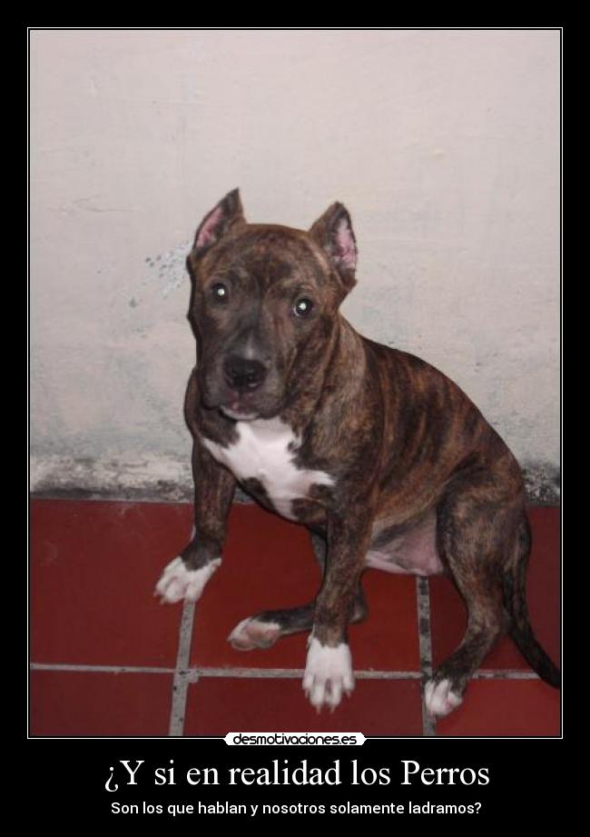 ¿Y si en realidad los Perros - Son los que hablan y nosotros solamente ladramos?