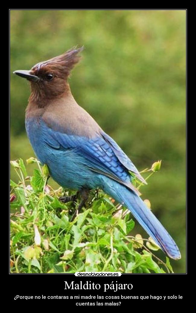 Maldito pájaro - Porque no le contaras a mi madre las cosas buenas que hago y solo le
cuentas las malas?