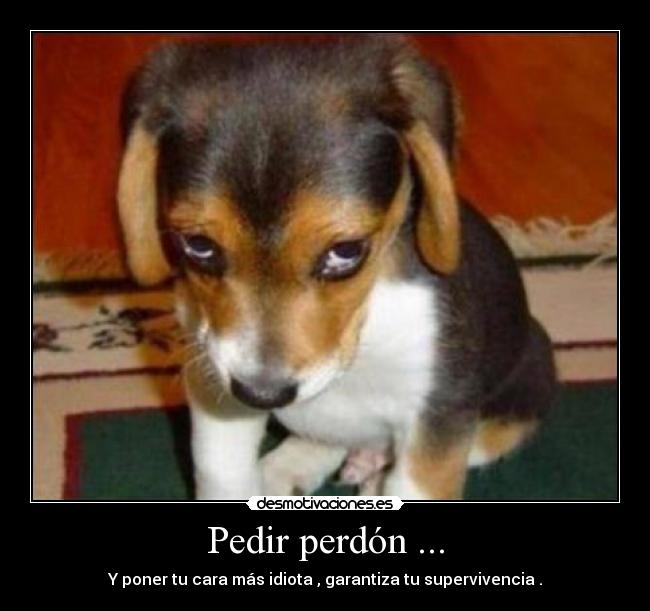 Pedir perdón ... -