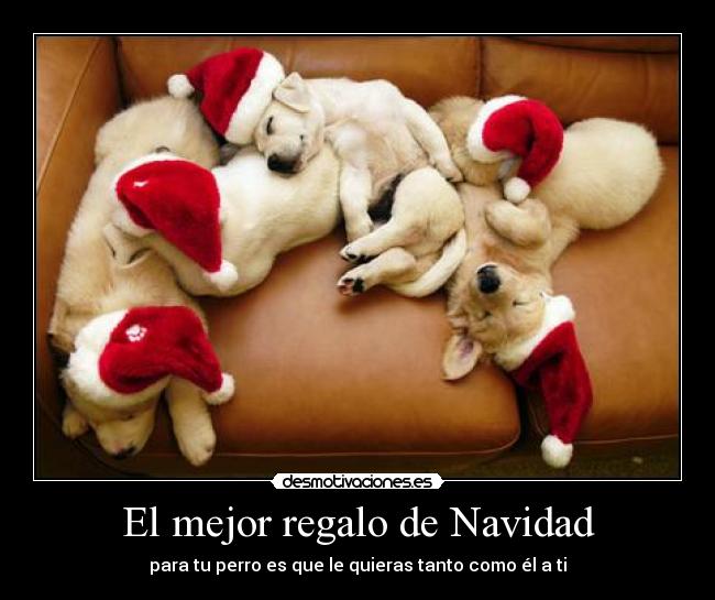 El mejor regalo de Navidad - para tu perro es que le quieras tanto como él a ti