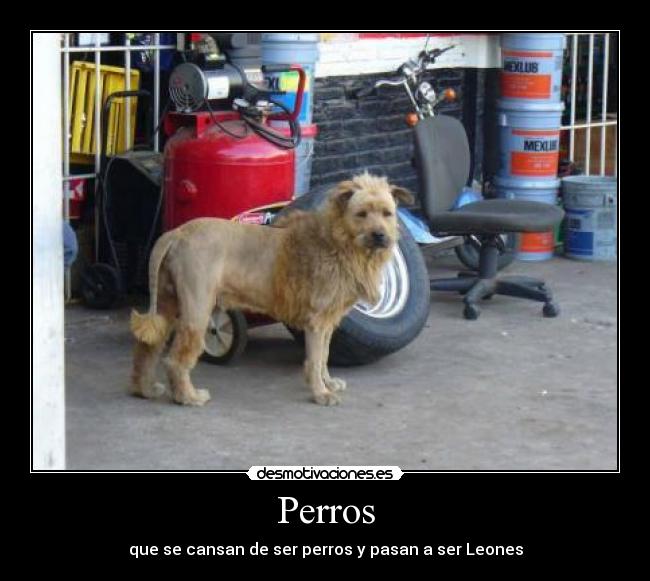 Perros - 