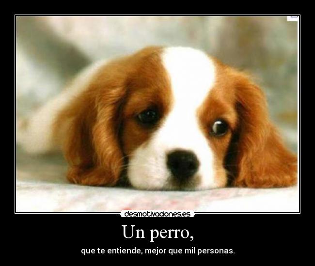 Un perro, -