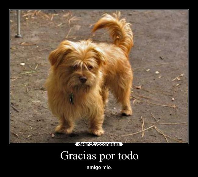 Perro_callejero_Rumania.jpg (500×466)