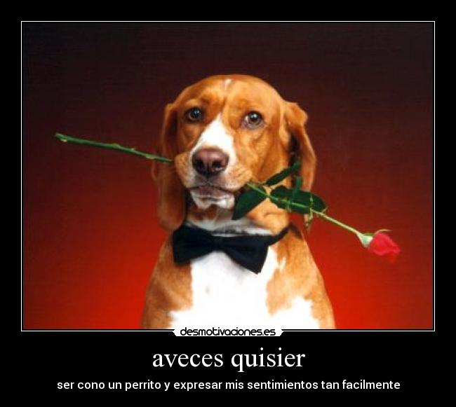 aveces quisier -