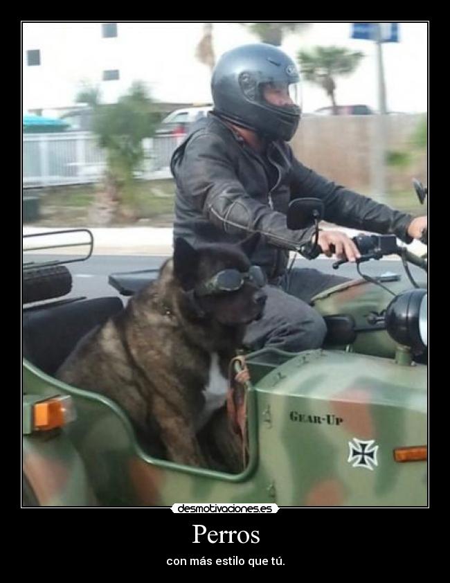 Perros -