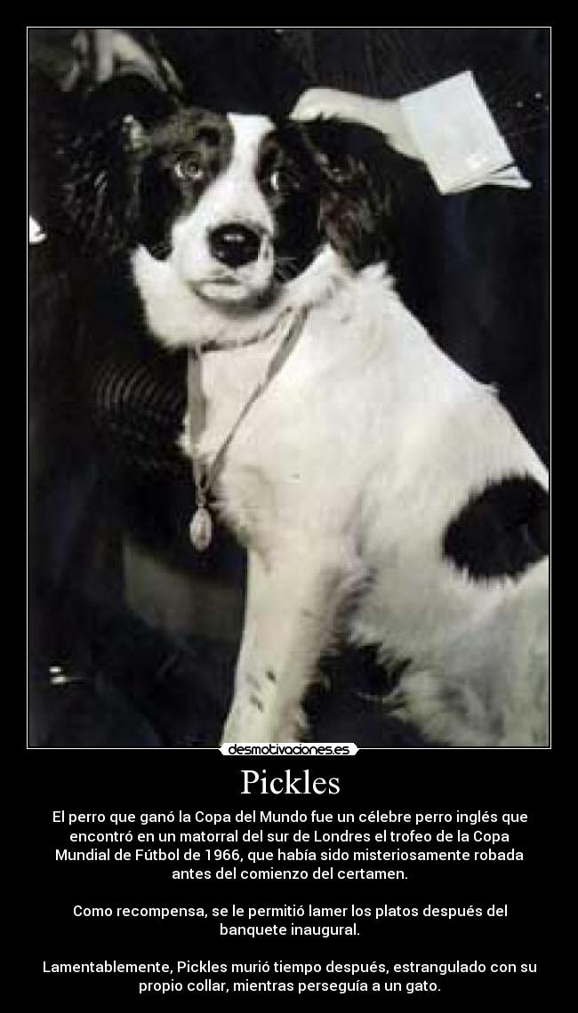 Pickles - 