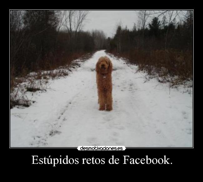 Estúpidos retos de Facebook. -