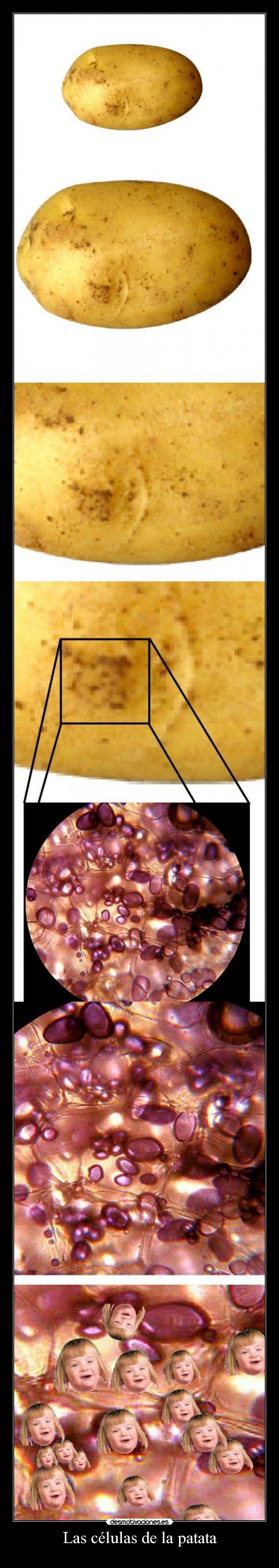 carteles las ardillas molan desmotivaciones