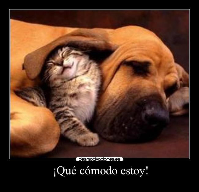 carteles gato perro durmiendo desmotivaciones