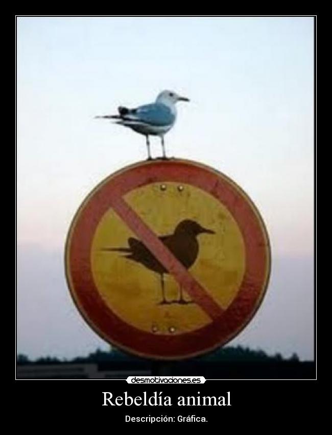 Rebeldía animal -