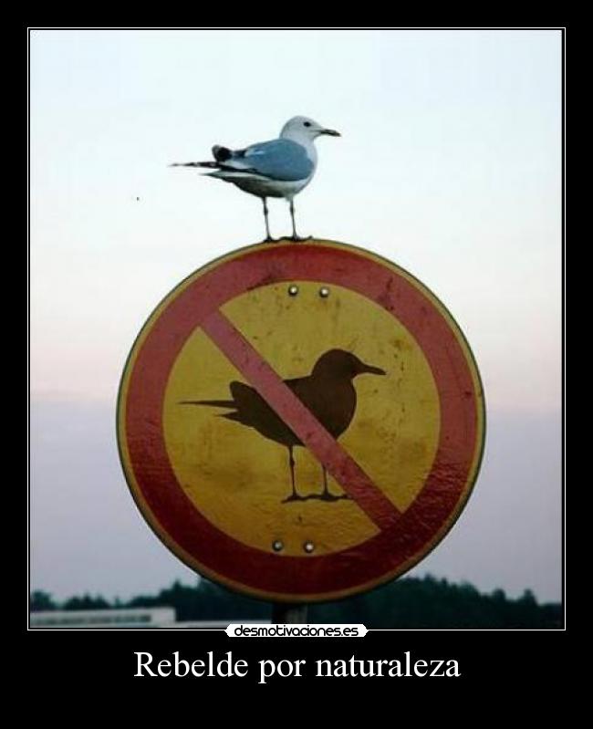 Rebelde por naturaleza - 