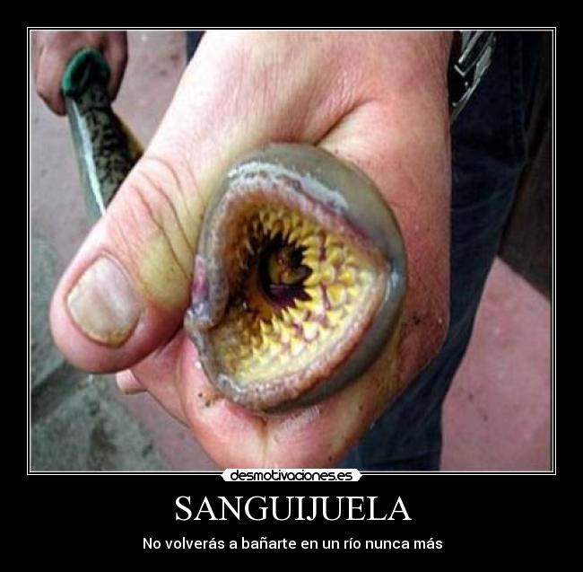 SANGUIJUELA - No volverás a bañarte en un río nunca más
