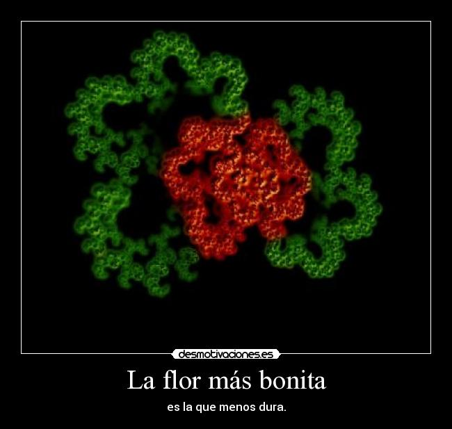 La flor más bonita - es la que menos dura.