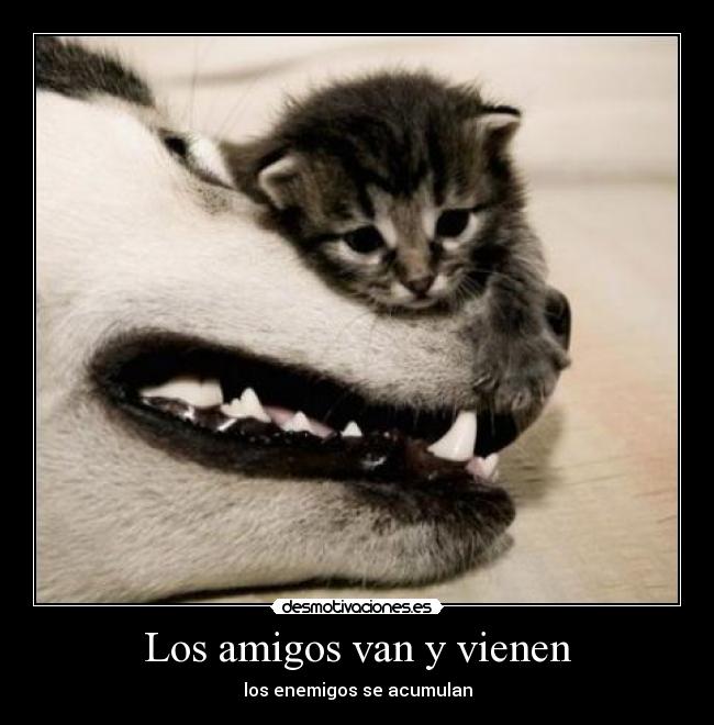 carteles amigos gatito muuu tierno perraco sobando desmotivaciones