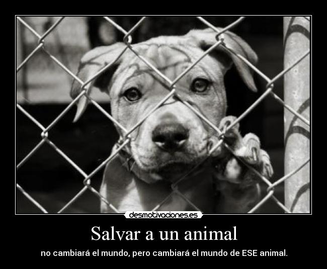 Salvar a un animal -