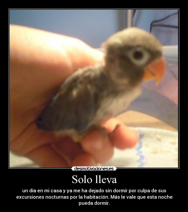 Solo lleva - un día en mi casa y ya me ha dejado sin dormir por culpa de sus
excursiones nocturnas por la habitación. Más le vale que esta noche
pueda dormir.