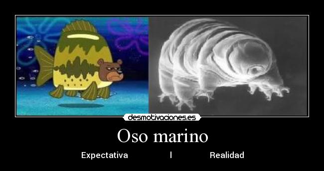 Oso marino - Expectativa                     l                   Realidad
