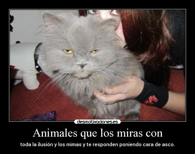 Animales que los miras con -