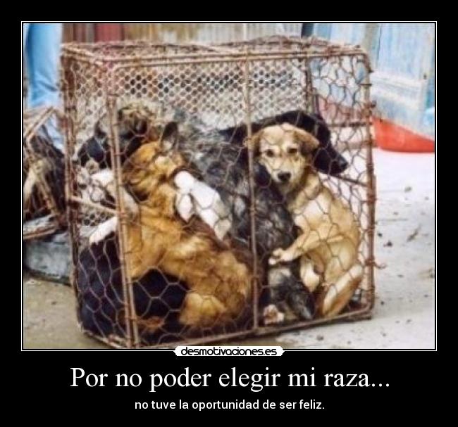 carteles mladitos bastardos los que maltratan los perros desmotivaciones