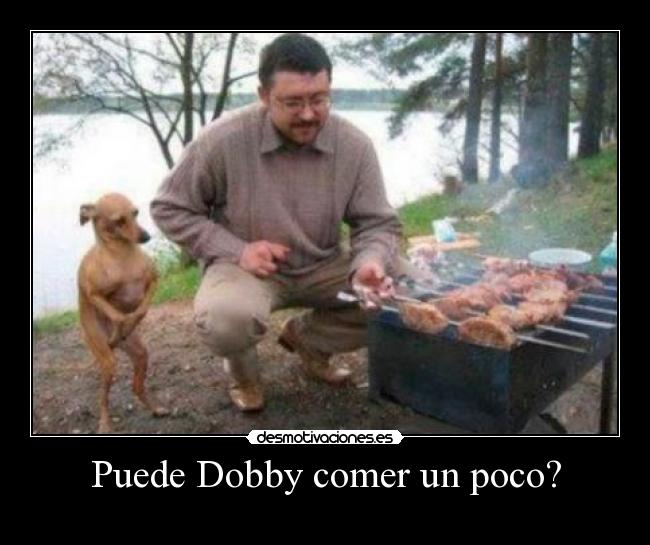 Puede Dobby comer un poco? - 