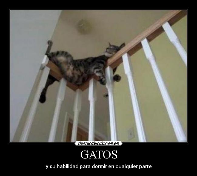 GATOS - y su habilidad para dormir en cualquier parte