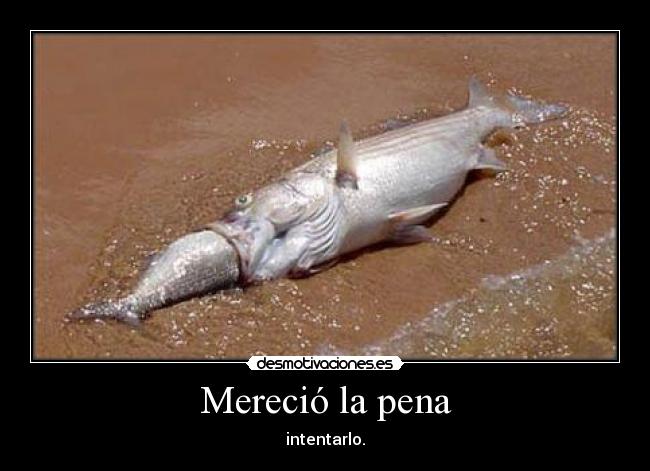 Mereció la pena - intentarlo.